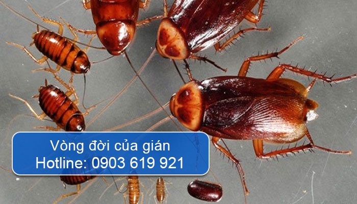 vòng đời của gián