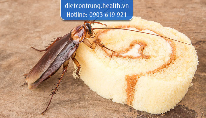 cách tiêu diệt gián